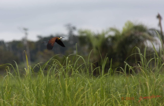 116 LOANGO 2 Akaka Riviere Rembo Ngove Nord Retour Oiseau Aves Jacana a Poitrine Doree Actophilornis africana en Vol 15E5K3IMG_107830wtmk.jpg